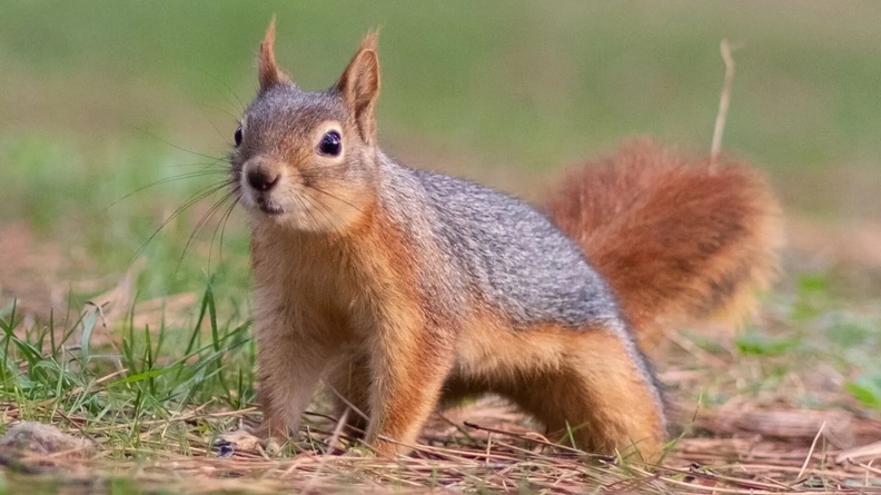 Squirrel, Çamlik Park in western Turkey